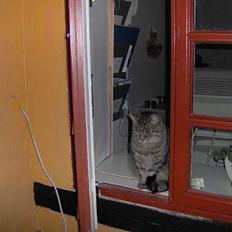 Huskat Marie Louise den II