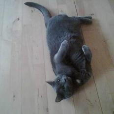 Blanding af racer albert