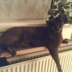 Blanding af racer albert