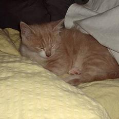 Blanding af racer Simba Solgt