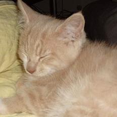 Blanding af racer Simba Solgt