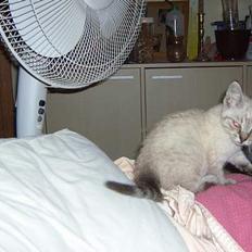 Blanding af racer Lærke