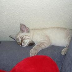 Blanding af racer Lærke