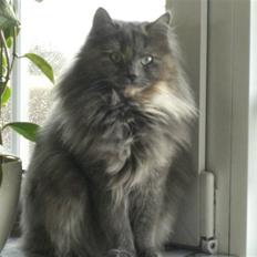 Blanding af racer Fleur R.I.P