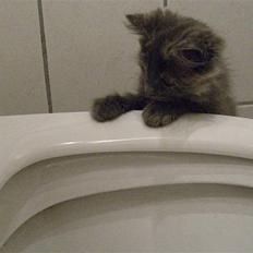 Blanding af racer Fleur R.I.P