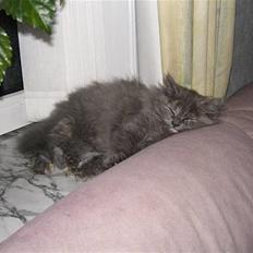 Blanding af racer Fleur R.I.P