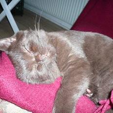 British Shorthair Oscar