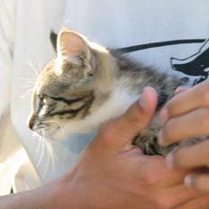 Blanding af racer Storebror