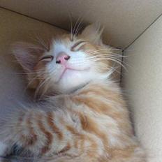 Blanding af racer simba