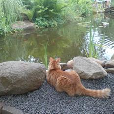 Blanding af racer simba