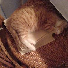 Blanding af racer simba