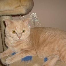 British Shorthair jazzie R.I.P 2009