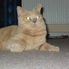 British Shorthair jazzie R.I.P 2009