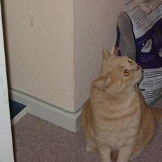 British Shorthair jazzie R.I.P 2009