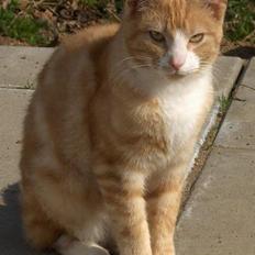 Blanding af racer Futte