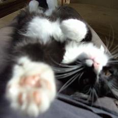 Blanding af racer Clare