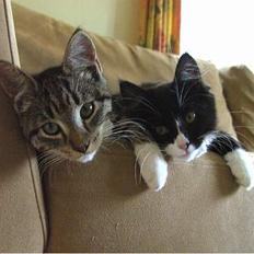 Blanding af racer Clare