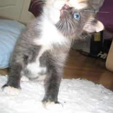 Blanding af racer Micha