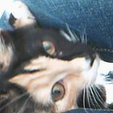 Blanding af racer Micha