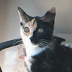 Blanding af racer Micha