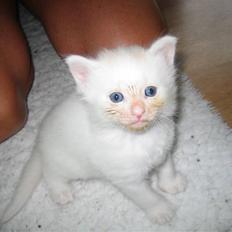 Blanding af racer Fnug