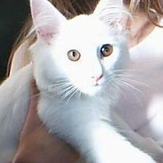 Blanding af racer Fnug