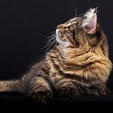 Maine Coon Vingsted´s Gentlemann