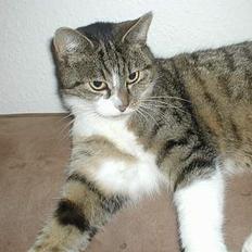 Huskat Smut *Prinsessen*