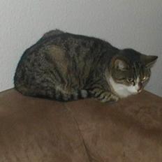 Huskat Smut *Prinsessen*