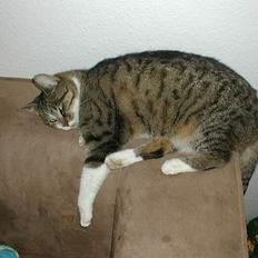 Huskat Smut *Prinsessen*