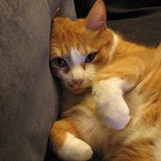 Blanding af racer Cæsar