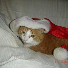 Blanding af racer Cæsar