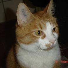 Blanding af racer Cæsar