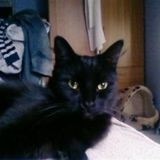 Blanding af racer Honey RIP. <3