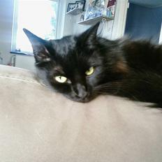 Blanding af racer Honey RIP. <3