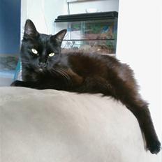 Blanding af racer Honey RIP. <3