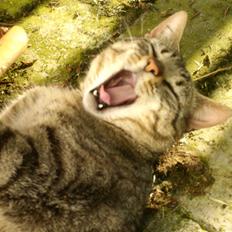 Blanding af racer Miissen