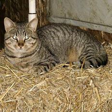 Blanding af racer Miissen