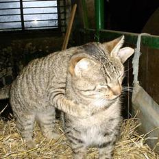 Blanding af racer Miissen