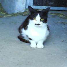 Blanding af racer Mustache