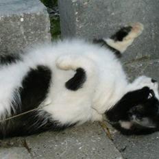 Blanding af racer Mustache