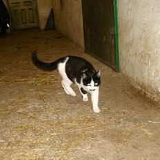 Blanding af racer Mustache