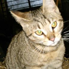 Blanding af racer Lucky