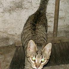 Blanding af racer Lucky