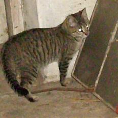 Blanding af racer Lucky