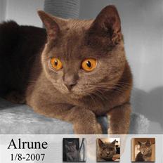 British Shorthair Alrune
