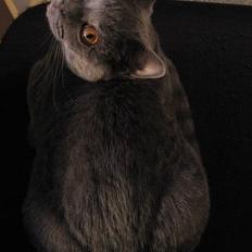 British Shorthair Alrune