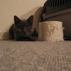 British Shorthair Alrune