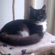 Blanding af racer Bamse