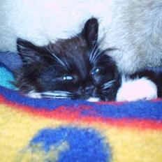 Blanding af racer Bamse